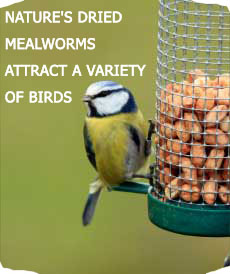 NATURE'S DRIED MEALWORMS ATTRACT A VARIETY OF BIRDS 